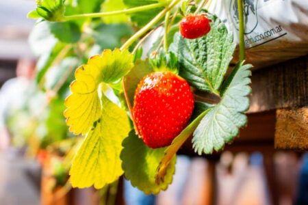 Realizarán capacitación teórico-práctica sobre cultivo de frutilla en San Vicente imagen-15