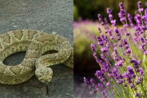Temporada de serpientes en Texas: la lengua de suegra y otras plantas que los reptiles odian Temporada de serpientes en Texas: la lengua de suegra y otras plantas que los reptiles odian imagen-2
