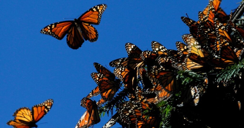 Cada vez peor: la cifra de mariposas monarca sigue en «mínimos históricos» Cada vez peor: la cifra de mariposas monarca sigue en "mínimos históricos" imagen-99