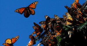 Cada vez peor: la cifra de mariposas monarca sigue en "mínimos históricos" imagen-3