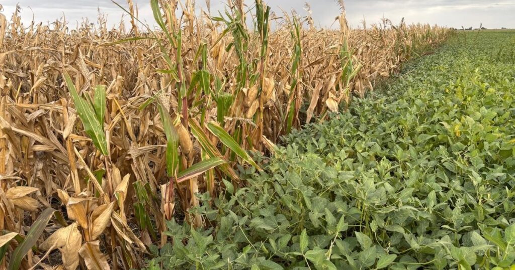 El campo es cíclico y ya pone foco en lo que viene El campo es cíclico y ya pone foco en lo que viene imagen-103