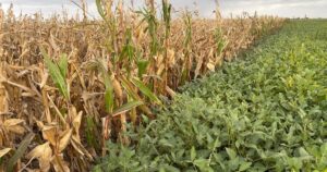 El campo es cíclico y ya pone foco en lo que viene imagen-3