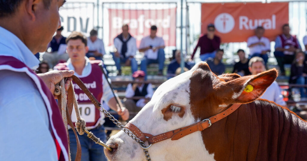 Las razas ganaderas fortalecen su presencia en Expoagro imagen-99