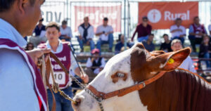 Las razas ganaderas fortalecen su presencia en Expoagro imagen-4