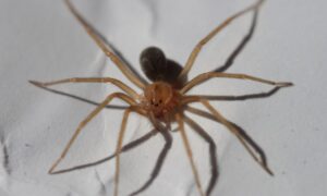 Muerte en Alba Posse: la beba fue picada por la “araña de rincón” imagen-3