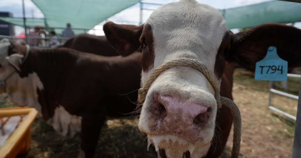 Expoagro 2026: la producción de proteína animal podría crecer a 30 millones de toneladas en los próximos 5 años en la Argentina imagen-99