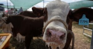 Expoagro 2026: la producción de proteína animal podría crecer a 30 millones de toneladas en los próximos 5 años en la Argentina imagen-2