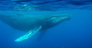 Un viejo audio de 1949 del canto de una ballena revela increíbles secretos imagen-2