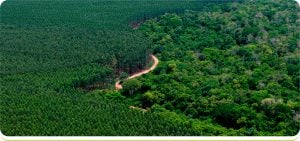 Paraguay | BID Invest aprobó financiamiento por hasta US$165 millones para el polo forestal de Paracel, el mayor proyecto privado del país imagen-7