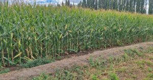 Maíz, riego y carne, el trío patagónico para sumar valor y empleo imagen-2