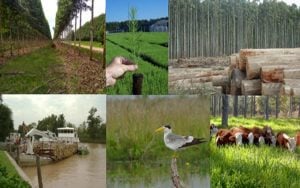 Día Internacional de los Bosques | Destacan el rol estratégico del sector forestal en la economía y el desarrollo regional argentino imagen-1