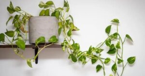 El ingrediente secreto para echarle a las hojas del potus que usaban las abuelas El ingrediente secreto para echarle a las hojas del potus que usaban las abuelas imagen-3