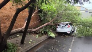 Temporal con fuertes ráfagas provocó caída de árboles, cables sueltos y daños materiales en Posadas imagen-3