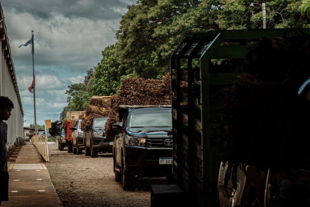 El acopio de tabaco superó los 14 millones de kilos y Misiones lideraría la producción a nivel país imagen-5