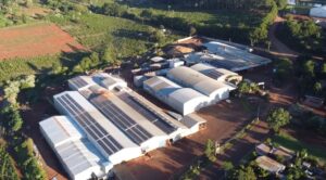 Tecnología, innovación y yerba mate libre de humo, las claves que le permitieron a una cooperativa misionera acceder al mercado chino imagen-3