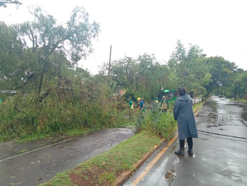 Posadas: caída de un árbol y cables obstruyen parcialmente el tránsito en avenida Zapiola imagen-5