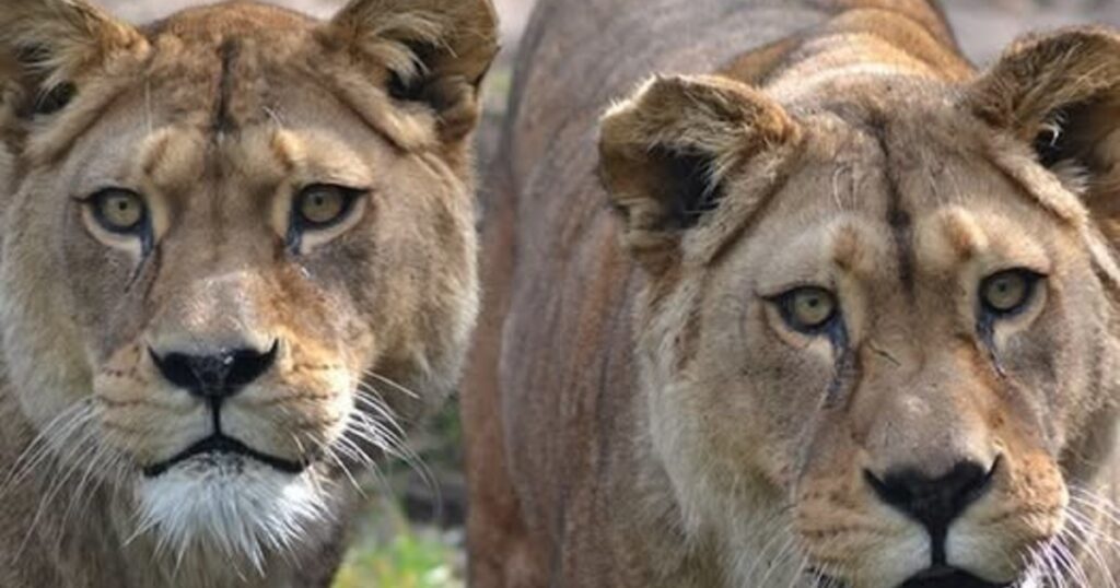 Sacrificaron a dos leonas de una especie extinta en estado salvaje: la explicación del zoológico tras la polémica que surgió en las redes imagen-100