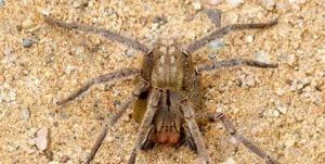 Tras la muerte de una niña en Alba Posse por una picadura, advierten sobre las arañas peligrosas presentes en Misiones imagen-5