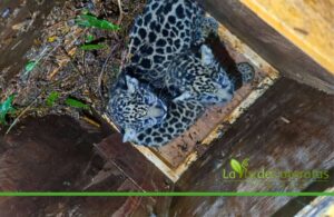 Denuncia contra el Ministerio de Ecología por el manejo de la yaguareté “Pará”, y la posible muerte de sus crías imagen-3