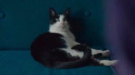 Hace 11 años, un despido fulminante hundió esta película: tiempo después acabaría llegando a los Oscar Hace 11 años, un despido fulminante hundió esta película: tiempo después acabaría llegando a los Oscar imagen-6