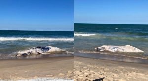 Santa Catarina | Hallaron una cría de ballena muerta en una playa y advierten sobre los riesgos biológicos para la población imagen-11