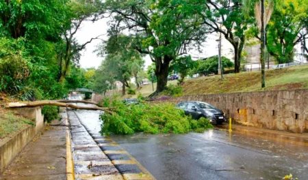 Temporal provocó caída de árboles y voladuras de techos en Posadas imagen-13