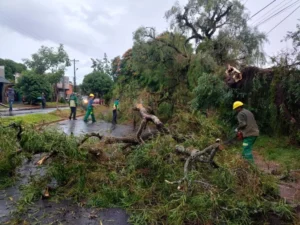 Tormenta en Posadas: caída de árboles, postes y pedidos de asistencia tras el temporal imagen-3