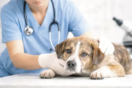 El clima favorece la presencia de parásitos en las mascotas imagen-4