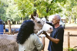 “Cuando el animal se ve como descartable, perdemos algo de humanidad” imagen-1