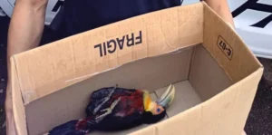 Coatí, loros, coendú y un tucán herido: rescates de fauna en Misiones imagen-2