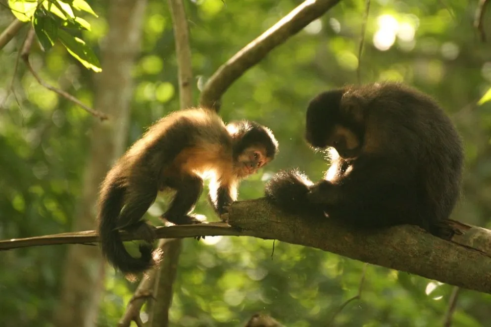 Monos caí y pinos: un estudio del Conicet revela por qué descortezan árboles, cómo reducir el daño y proteger a la fauna imagen-5