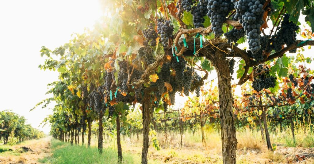 “No da la ecuación”: en 10 años desaparecieron casi 3.700 viñedos en el país y el área dedicada a la producción de vid se redujo un 12% imagen-100