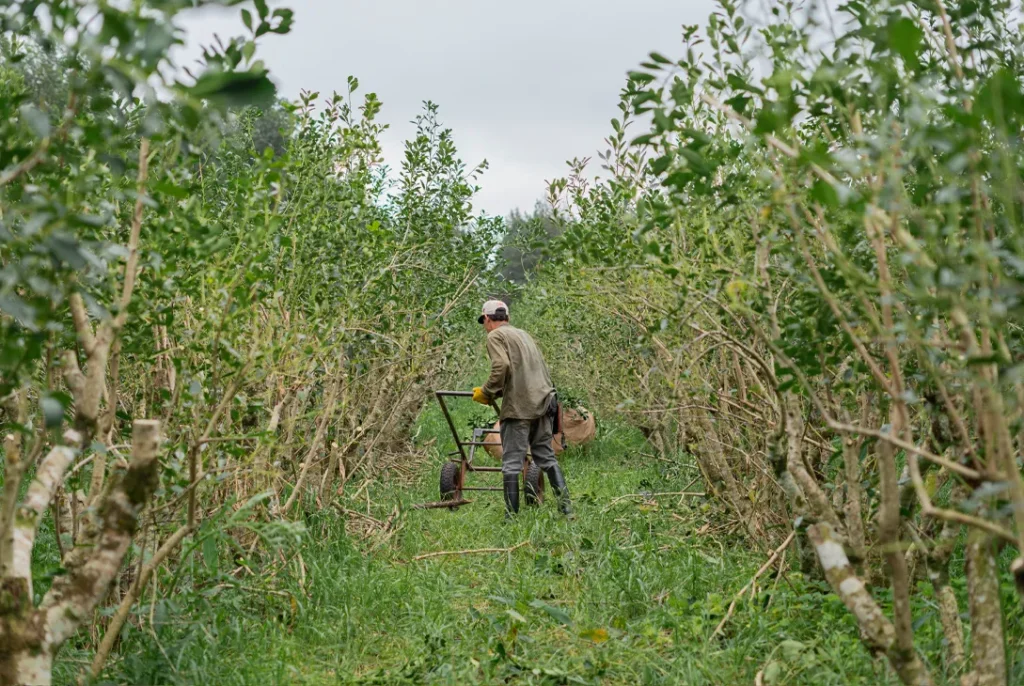 Desregulación del Inym, con precios bajos y pagos diferidos: “Empujan a las familias yerbateras hacia el éxodo” imagen-5