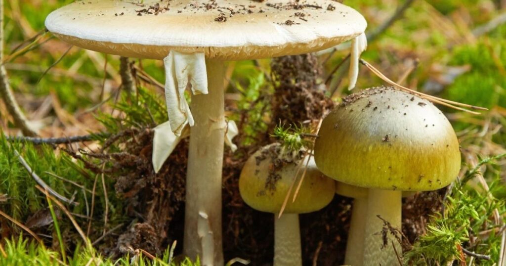 Muertes por setas venenosas: por qué la “death cap” es una de las más peligrosas del mundo imagen-98