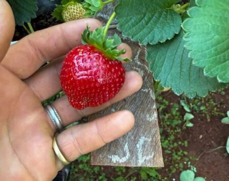 San Pedro: En Colonia Alegría la producción de frutillas es una manera de resistir la crisis San Pedro: En Colonia Alegría la producción de frutillas es una manera de resistir la crisis imagen-9