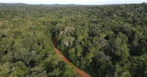 REDD+ jurisdiccional: una herramienta para frenar la deforestación y dinamizar el desarrollo sostenible en la región imagen-1