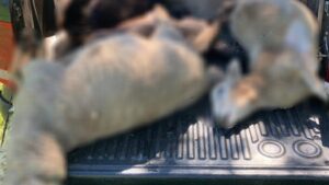 Alerta en Fachinal: investigan ataque de un felino que mató 12 ovejas imagen-2