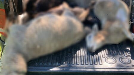 Alerta en Fachinal: investigan ataque de un felino que mató 12 ovejas imagen-6