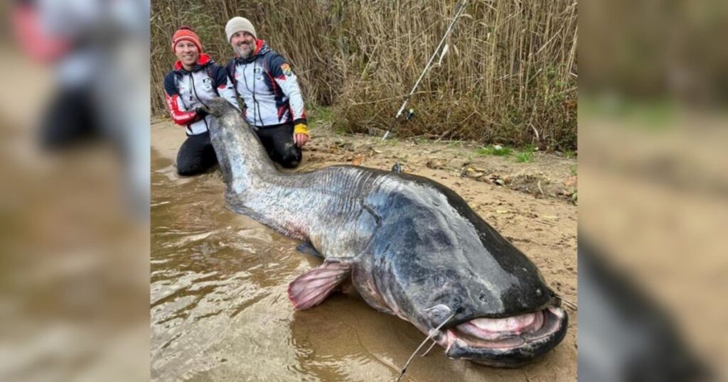 Luego de una hora y media de lucha, capturaron al pez gato más grande del mundo: "Era un monstruo" imagen-99