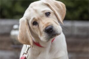 Qué significa que un perro incline la cabeza cuando se le habla imagen-4