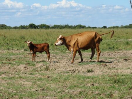“Totalmente equivocado”: el error de manejo con las vacas que se paga muy caro imagen-8