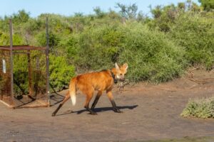 Cría, dieta y desplazamientos: así será el seguimiento con collar y satélite de un aguará guazú en el Parque Nacional Ansenuza imagen-4