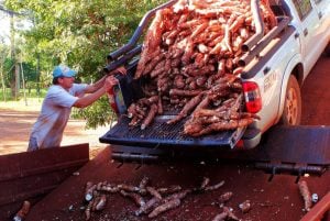 La mandioca, en zona roja: cae el consumo y se profundiza la crisis del sector imagen-8