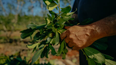 Misiones reúne a la cadena yerbatera para buscar consensos ante la crisis sectorial imagen-6