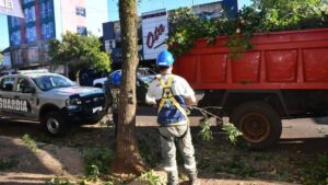 Realizan tareas de poda y recambio de luminarias sobre la avenida San Martín de Eldorado imagen-2