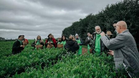 Con circuitos cortos y jornadas completas, la Expo Té amplía su propuesta para acercar al público al mundo del té gourmet imagen-5