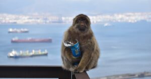 Los monos de Gibraltar comen tierra para purgar la comida chatarra que le dan los turistas imagen-4