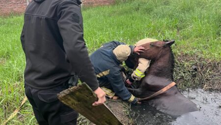 Un caballo cayó a un pozo y lo salvaron a tiempo en Candelaria imagen-4