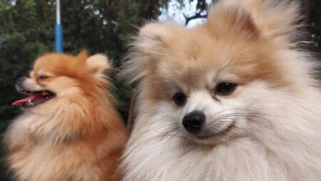 Lanzan en Garupá un plan prepago para cremación de mascotas imagen-6