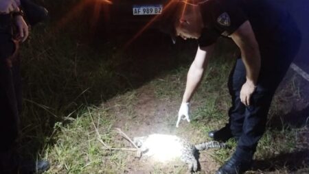 Un tirica apareció muerta al costado de la ruta en Oberá imagen-6